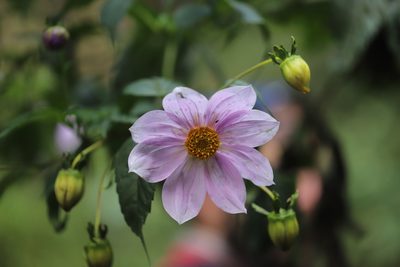 Dahlia imperialis, photographed by Steven Bodzin