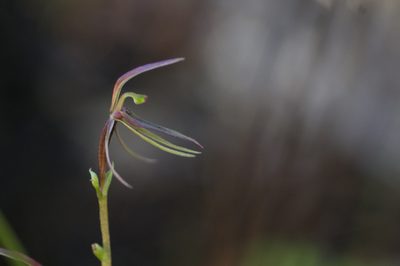 Cyrtostylis huegelii, photographed by Hugo Innes