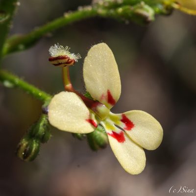 Stylidium amphora, photographed by Ursina Gringer