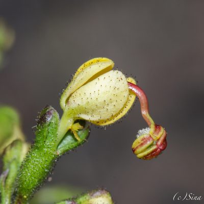 Stylidium amphora, photographed by Ursina Gringer