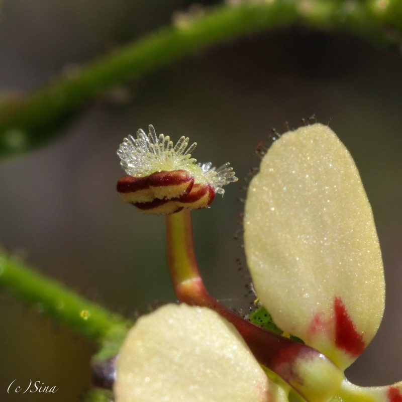 Stylidium amphora, photographed by Ursina Gringer
