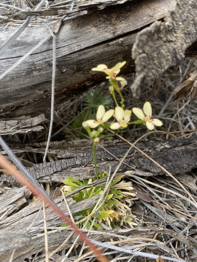 Stylidium amphora, photographed by Ursina Gringer