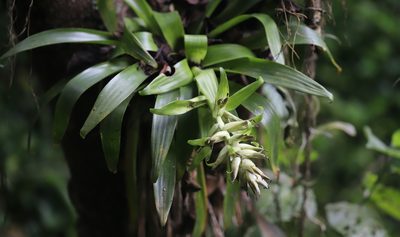 Tillandsia biflora, photographed by Steven Bodzin