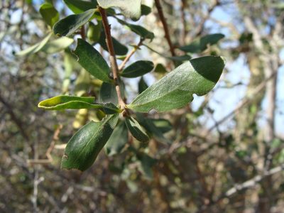 Diospyros intricata, photographed by Alexis López Hernández