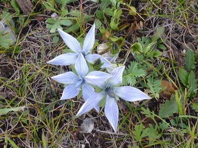 Lomatogonium carinthiacum, photographed by Andreas Taeger
