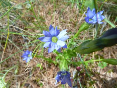 Gentiana squarrosa, photographed by Andreas Taeger