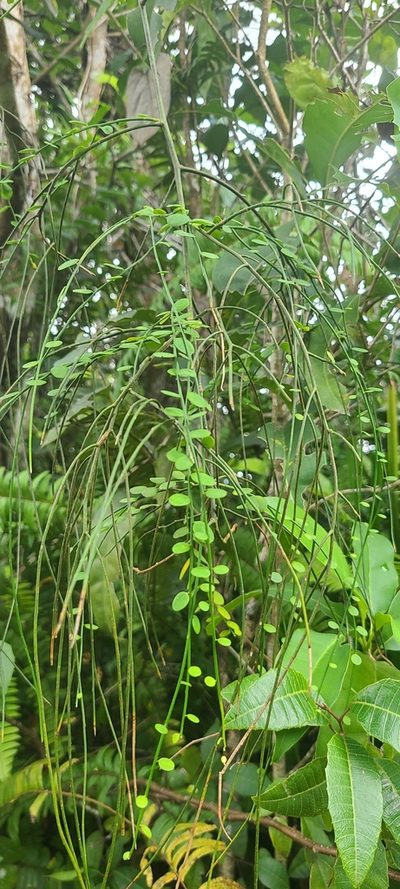 Securidaca virgata, photographed by ritirene