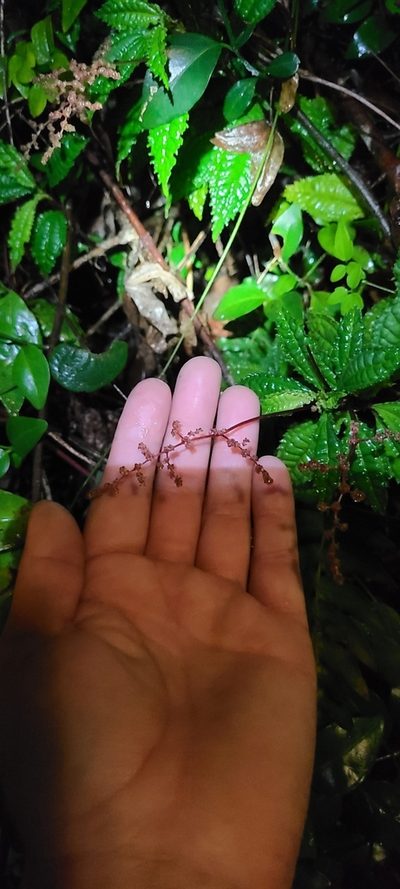 Pilea semidentata, photographed by ritirene