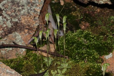 Pterostylis setulosa, photographed by Hugo Innes