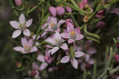 Philotheca brucei, photographed by Hugo Innes
