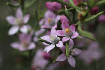 Philotheca brucei, photographed by Hugo Innes
