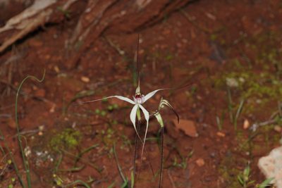 Caladenia saxicola, photographed by Hugo Innes