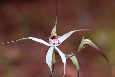Caladenia saxicola, photographed by Hugo Innes