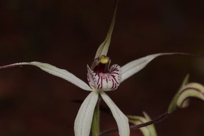 Caladenia saxicola, photographed by Hugo Innes