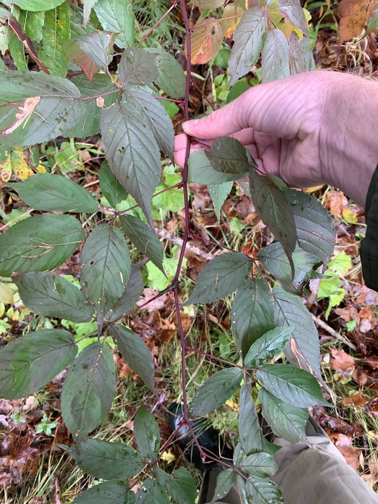 Rubus canadensis, photographed by naturalist charlie
