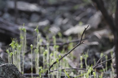 Pterostylis setulosa, photographed by Hugo Innes
