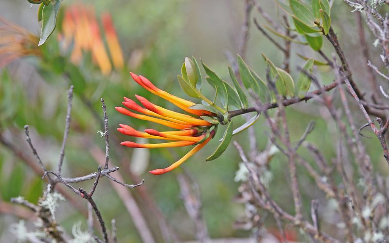 Tristerix longibracteatus, photographed by Christoph Moning