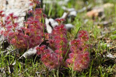 Drosera stolonifera, photographed by Hugo Innes