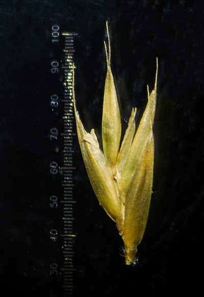 Tripogon jacquemontii, photographed by S.MORE