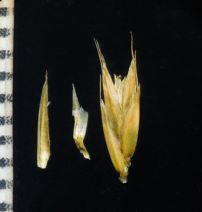 Tripogon jacquemontii, photographed by S.MORE