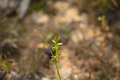 Prasophyllum gracile, photographed by Hugo Innes