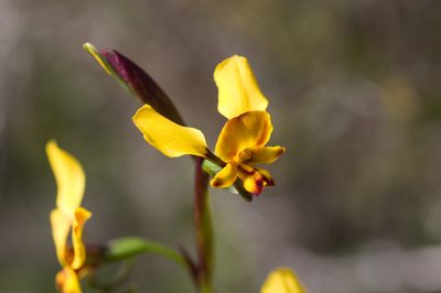 Diuris hazeliae, photographed by Hugo Innes