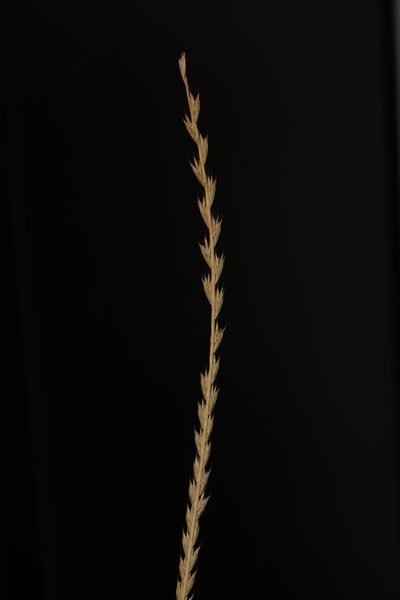 Tripogon jacquemontii, photographed by S.MORE