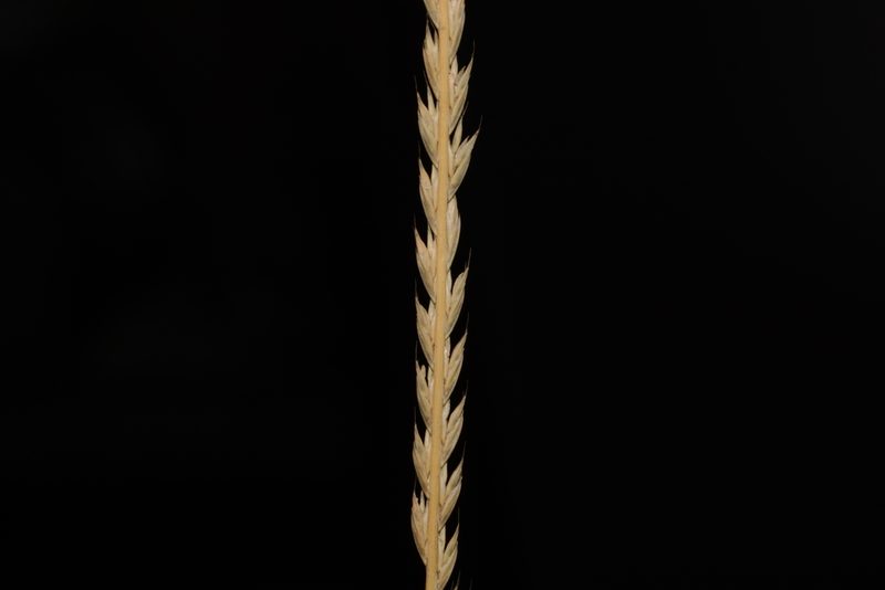 Tripogon jacquemontii, photographed by S.MORE