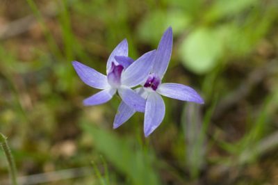 Caladenia amplexans, photographed by Hugo Innes