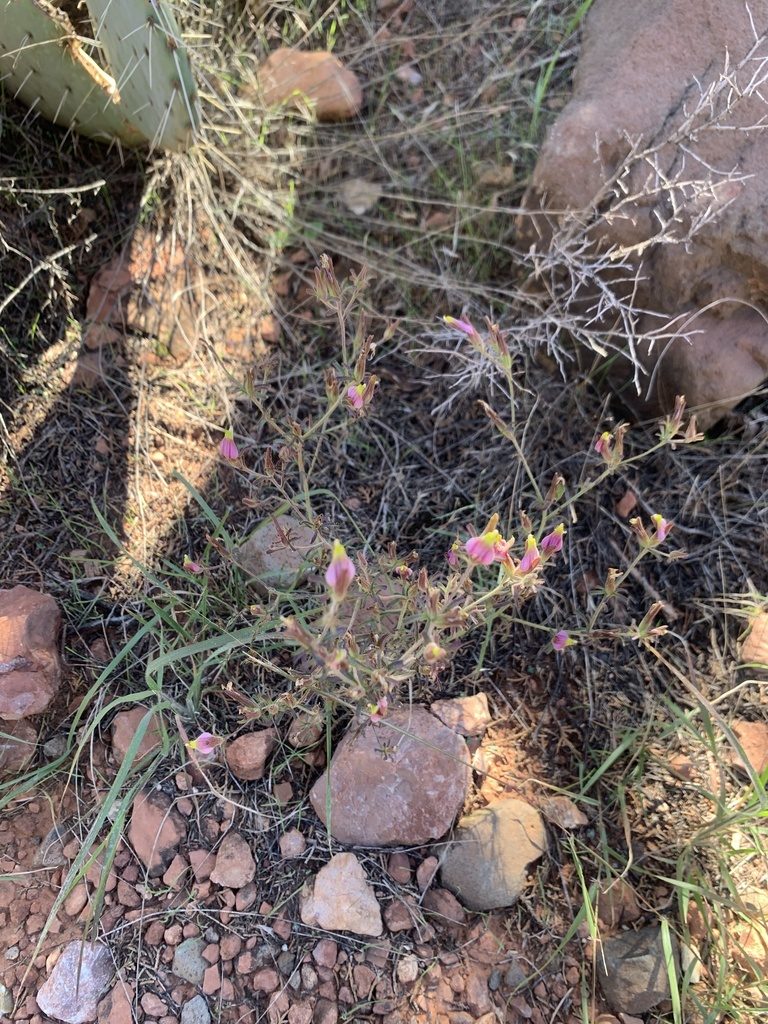 Cordylanthus parviflorus, photographed by Kenzie Anderson-Bell