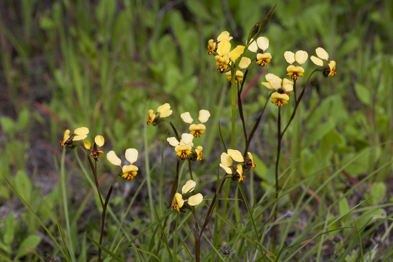 Diuris pallescens, photographed by Hugo Innes