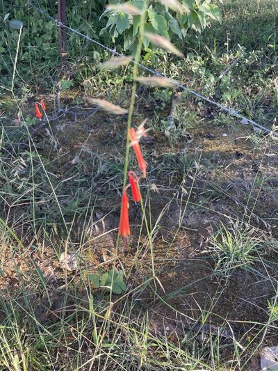 Bessera tenuiflora, photographed by Jim Riley