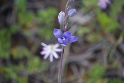 Thelymitra petrophila, photographed by Hugo Innes
