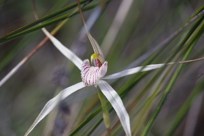 Caladenia petrensis, photographed by Hugo Innes