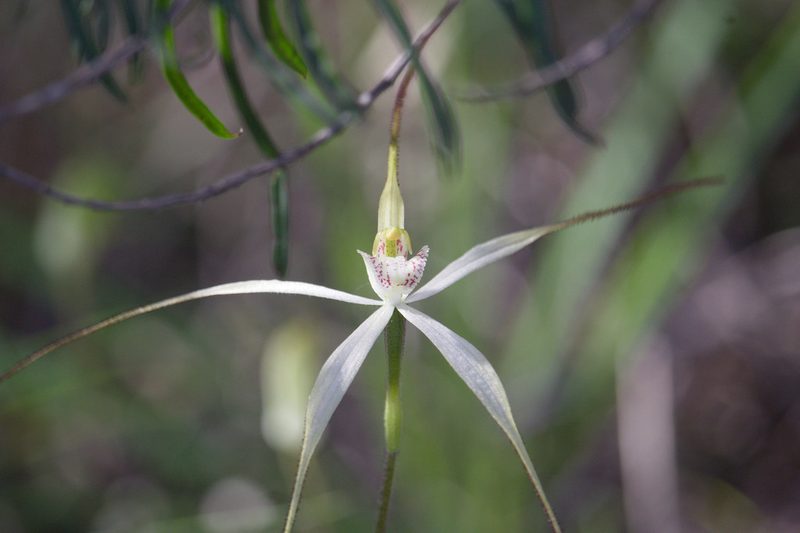 Caladenia petrensis, photographed by Hugo Innes