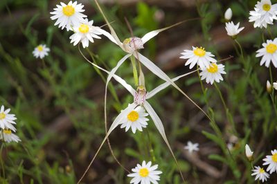 Caladenia petrensis, photographed by Hugo Innes