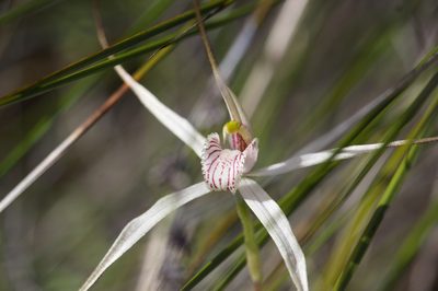 Caladenia petrensis, photographed by Hugo Innes