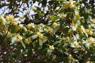 Illicium anisatum, photographed by harum.koh