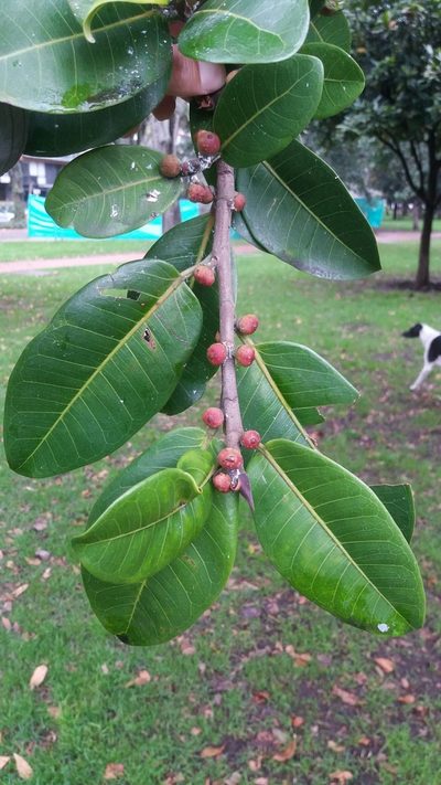 Ficus americana, photographed by Juan Carlos Caicedo Hernández