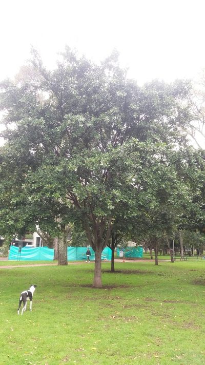 Ficus americana, photographed by Juan Carlos Caicedo Hernández