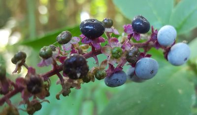 Phytolacca thyrsiflora, photographed by alessandradalia