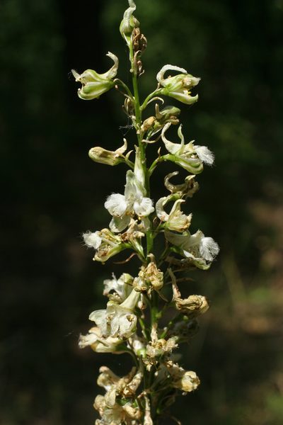 Delphinium macropogon, photographed by Oleg Kosterin