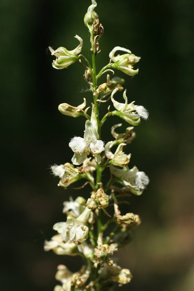 Delphinium macropogon, photographed by Oleg Kosterin
