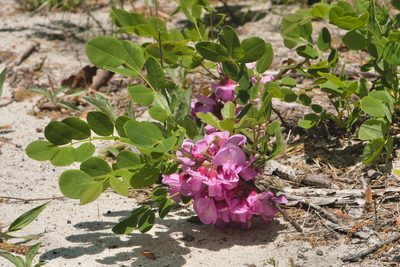 Robinia hispida, photographed by Jason K.