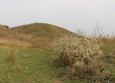 Seseli arenarium, photographed by Юрий Данилевский (Yuriy Danilevsky)