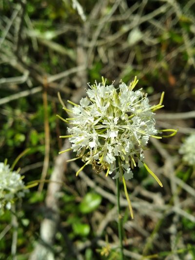 Warea carteri, photographed by Scott Ward