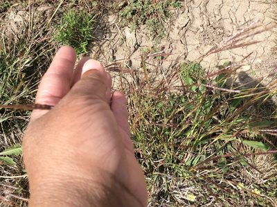 Bothriochloa ischaemum, photographed by Roz Hunter