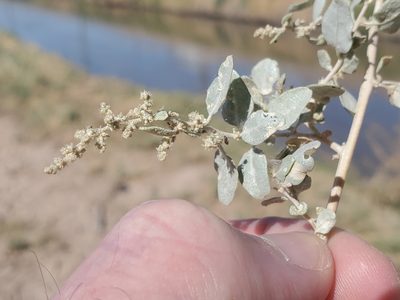 Atriplex lentiformis, photographed by Bob Miller