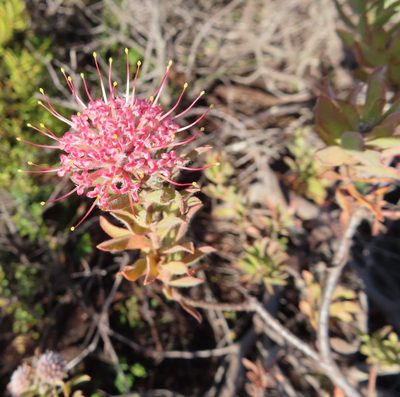 Leucospermum calligerum, photographed by linkie