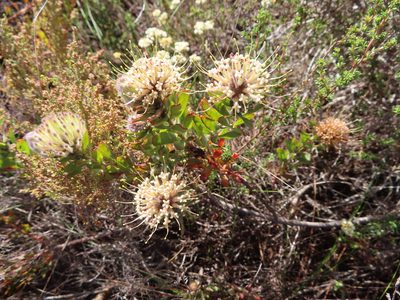 Leucospermum calligerum, photographed by linkie